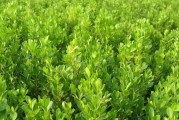 黄杨配土方法与种植土壤的选择（打造适宜黄杨生长的土壤环境）