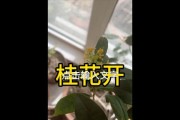 如何让你的桂花树安全度过冬天（冬季养护技巧，让桂花树更美丽）