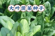 菠菜种植的全面指南（从种子到收获，掌握种植技巧）