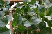 如何为凤仙花施肥？（教你选择适合凤仙花的肥料）