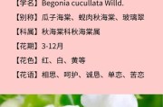 海棠花的花语与意义（探究这朵美丽的花朵代表的意义与象征）