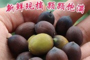莲蓬的成熟和上市时间（了解莲蓬的生长周期和销售时间）