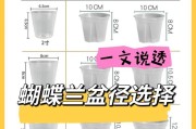 蝴蝶兰如何正确地换盆？（掌握这些技巧，让你的蝴蝶兰长得更好）
