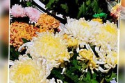 秋菊的生态特征和分类（揭秘秋菊裸子植物的奥秘）