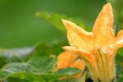 探究番茄的花器官结构和生殖方式（探究番茄的花器官结构和生殖方式）