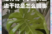 转运竹叶子枯了怎么办？（挽救枯萎转运竹的有效方法及护理技巧）