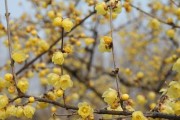 揭开腊梅盛开之谜（先开花后长叶的花儿到底怎么了？）