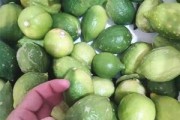 探秘黄柠檬的成熟季节（黄柠檬的生长环境和营养价值）