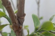 如何种植和管理柿子树（种植时间、生长周期、管理技巧）