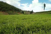 黄姜种植全指南（选择适宜的时间、地点和方法，让你的黄姜收成大丰收）