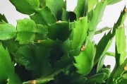 蟹爪兰（生命之水的重要性与养护技巧）