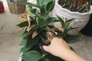 百合花冬季养护（如何做好百合花的冬季养护？）
