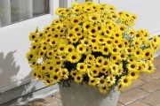 玛格丽特花的养殖方法与养护要点（打造优美的花园，玛格丽特花助你一臂之力）