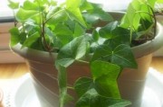 常春藤——常绿蔓生植物的代表（常春藤的生态特征、形态结构和分布地理）