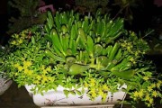 非洲菊水浇多了如何处理（避免水浇过多的方法和对待过度浇水的处理方式）