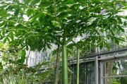 冬季适合种植的树种（选择适宜的树种为冬季营造宜人环境）