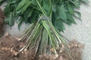 了解黄精——一种珍贵药材的特点与用途（黄精的来源、种植、药效及应用）