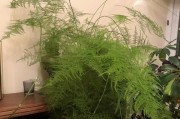 文竹的室内养护指南（如何让你的文竹长得更健康）