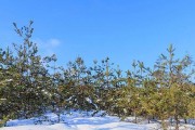 冬日常绿树大盘点（探寻寒冬中的生命力）