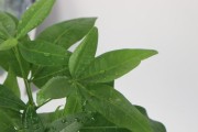 蚕豆喜阳还是喜阴？（探究蚕豆生长的适宜环境）