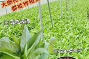 空心菜种植全攻略（合适的季节与关键技巧）