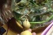 小葫芦龙头修剪技巧（如何修剪出美观的小葫芦龙头）