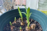 盆栽百合种植指南（从种子到花朵，打造美丽盆栽百合）