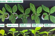香蕉的生长环境条件及特点