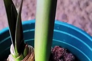 《朱顶红开花怎么养殖？》（打造艳丽花园，养护秘籍全揭秘！）