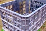如何科学追肥提高西瓜产量（西瓜追肥的重要性与高产追肥方法）