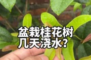 怎样处理干枯的桂花树叶子？（枝叶干枯的处理方法与注意事项）