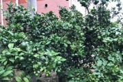 种植桔子树，打造家门口的丰收乐园（打造家门口私家果园，轻松种植桔子树）