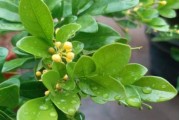 米兰的开花时间：花期和月份详解