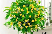 解析金桂花树的开花时间及次数（揭秘金桂花树开花的规律与要素）
