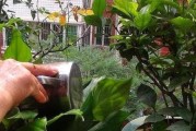 宝宝尿可不可以浇花？一文揭秘（宝宝尿是有机肥料还是污染物？尿液对植物有哪些影响？）