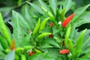 朝天椒最佳播种时间剖析（了解朝天椒生长规律，掌握最佳种植时间）