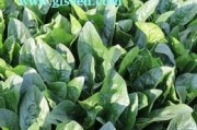 菠菜生长温度是多少度？（探究影响菠菜生长的温度因素）