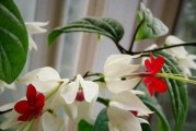 如何选择龙吐珠盆？（如何选择龙吐珠盆？）