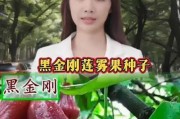 如何挑选甜美可口的莲雾（一起来学习如何辨别新鲜的莲雾吧！）