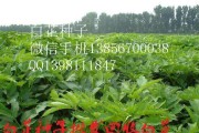 白芷的种植和生长周期（掌握白芷种植要点，打造丰收田园）