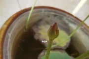 碗莲的生长周期和开花时间详解（掌握这些知识，让你更好地养护碗莲）