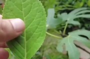 芦荟叶的加工利用（发掘芦荟叶的多重功效与处理方法）