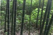 毛竹是草本植物吗？（探究毛竹的生物分类与特征）