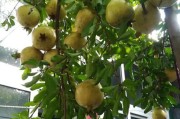 金枣开花结果时间及养护知识（春季是金枣开花结果的最佳时期，掌握养护技巧效果更好）
