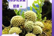 绿萝花蔫了怎么办？（教你如何拯救绿萝）