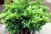 米兰的种植与养护方法（掌握正确的上盆时间与方法，轻松打造绿意生活）