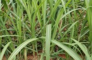 探秘甘蔗的起源和特点（从历史到现代，了解这种甜蜜的植物）