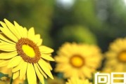 太阳花花语及其寓意（揭示太阳花传达的内涵与情感）