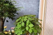 怎样盆栽爬山虎（快速成为室内绿化达人的秘诀）