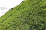 边坡绿化植物的种类与选用（打造美丽景观的关键——边坡绿化植物的选用）